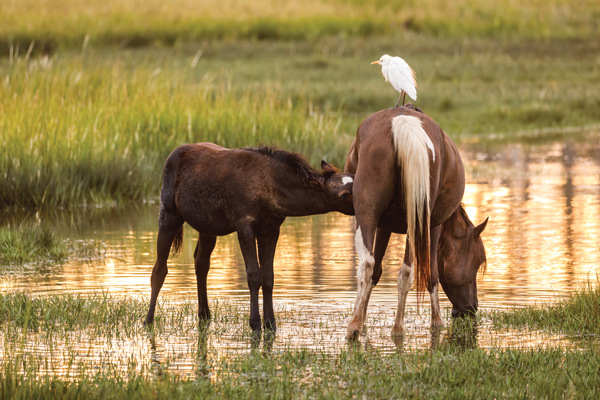 Assateague Island Ponies