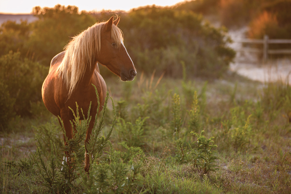 Assateague Island Ponies