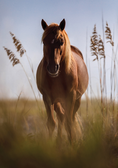 Assateague Island Ponies