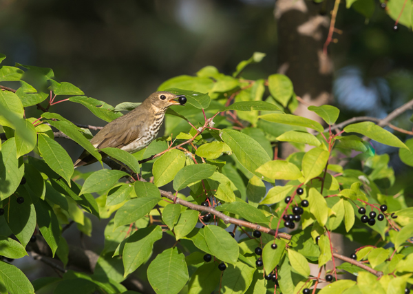 A bird in branches, holding a chokeberry in its mouth