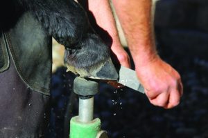 A farrier trimming a barefoot horse with a rasp. 