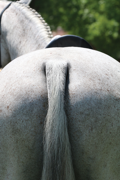 Clipped Tail - Grooming Makeover