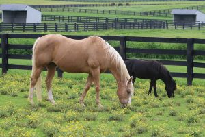 Miniature Horse Companion Animal