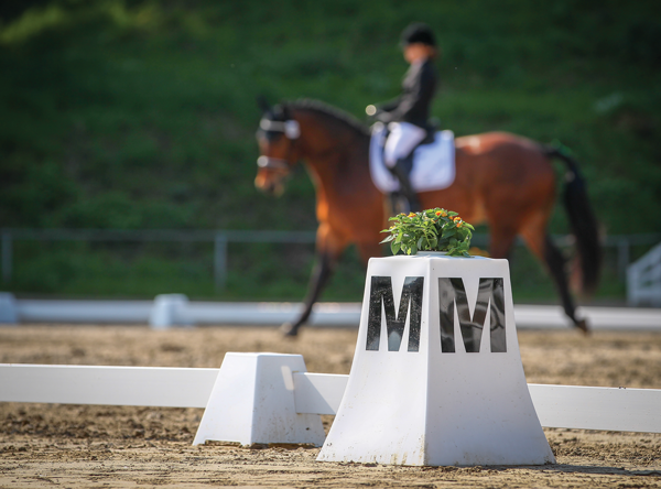 Dressage Rider