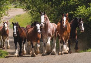 On Top of the World on Clydesdales at the Covell Ranch