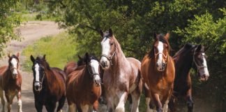 Covell Clydesdales