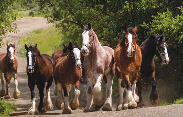 Covell Clydesdales