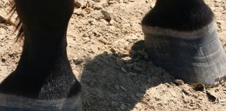 Cracked Hooves