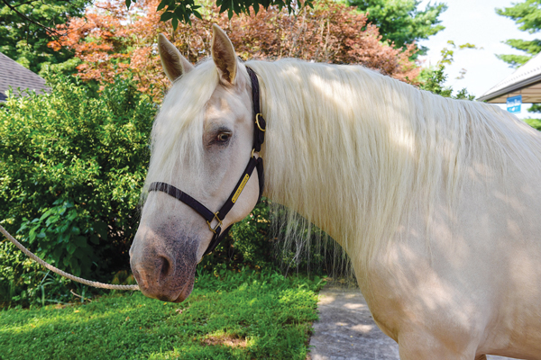 American Cream Draft Horse