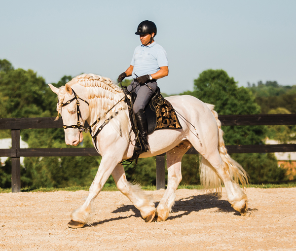 Dressage being performed in an outdoor ring