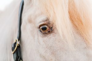 The eye of a horse
