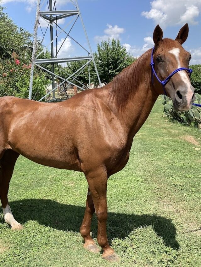 Mare Gestation Calculator