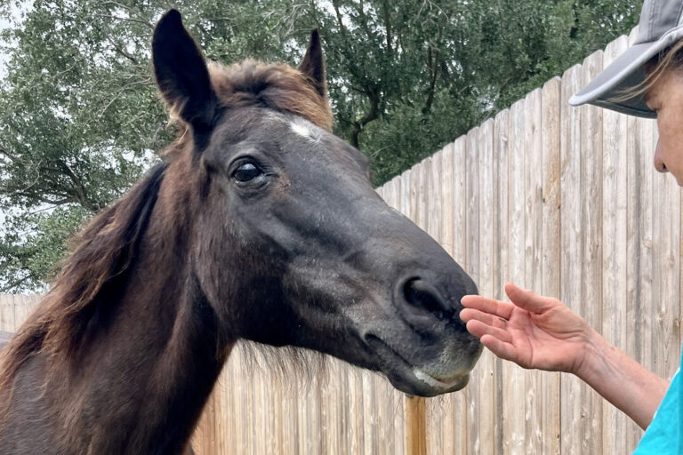 ASPCA Right Horse Adoptable Horse of the Week: Raven