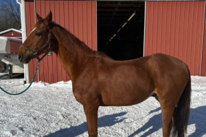 ASPCA Right Horse Adoptable Horse of the Week: Stephan (Real Sly)