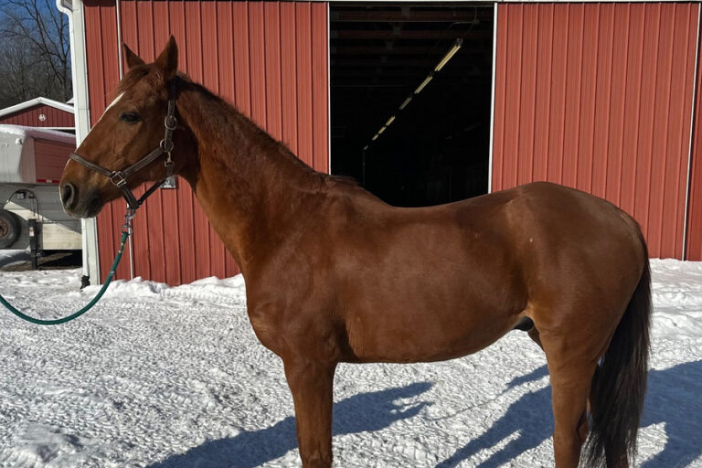 ASPCA Right Horse Adoptable Horse of the Week: Stephan (Real Sly)