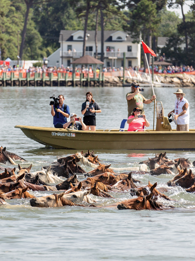 The Chincoteague Pony Swim