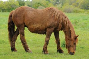 Understanding Equine Cushing’s Disease