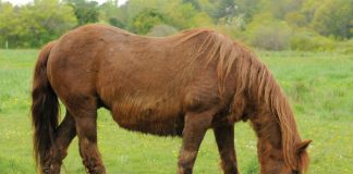 Equine Cushing's Disease