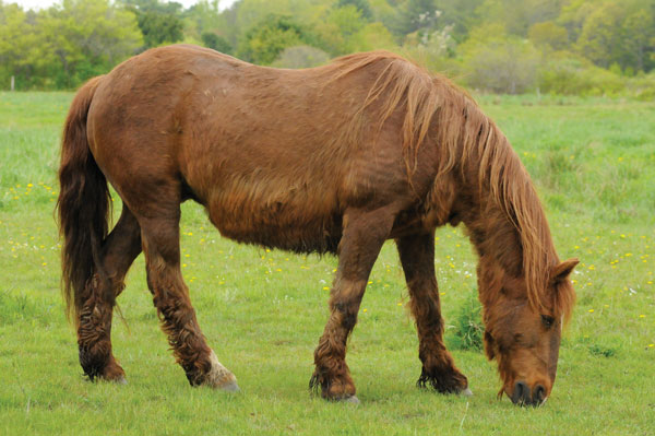 Equine Cushing's Disease