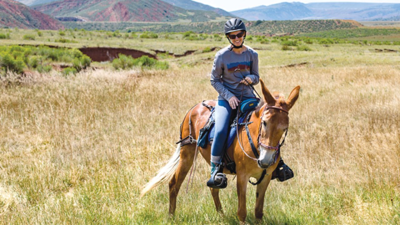 Your Horse Life: Daisy the Wonder Mule - Horse Illustrated, image size:1280x720