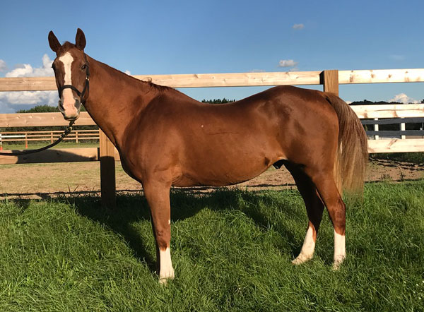 Dallas, the 2020 Certified Horsemanship Association School Horse of the Year award winner