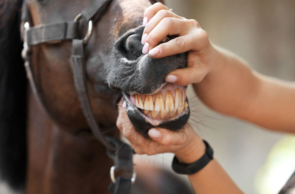 horse age by teeth