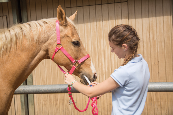 Using paste to prevent worms in a horse