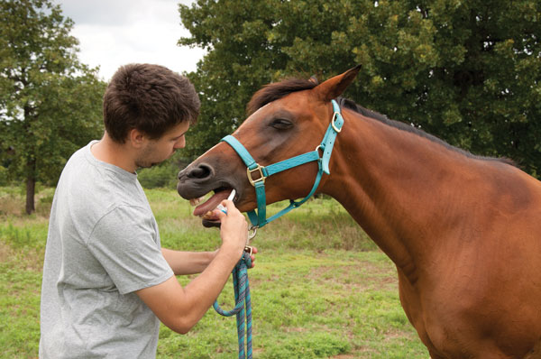 Deworming a Horse