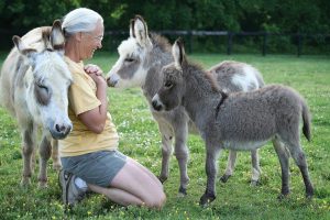 Donkeys