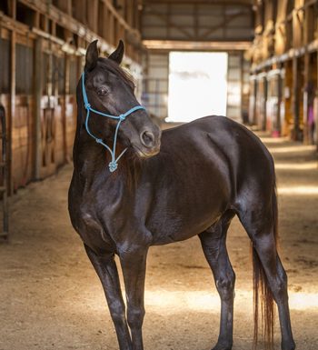 Adoptable Horse of the Week - Donner