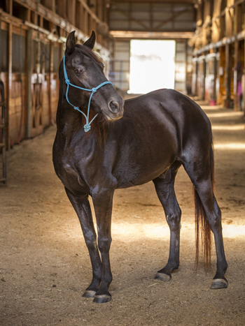 Adoptable Horse of the Week - Donner