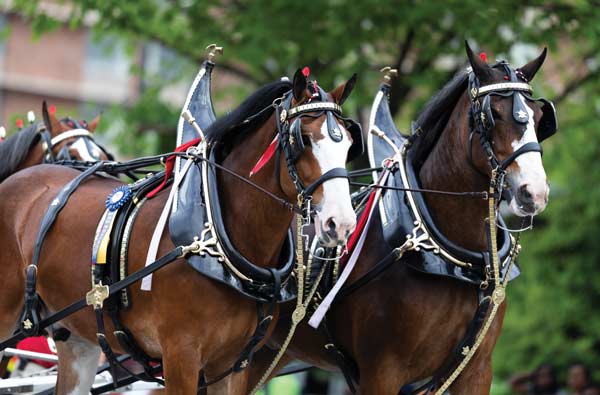 Different Draft Horse Breeds: Strength, Stamina, and Legacy Unveiled