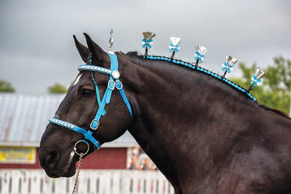 black draft horse breeds