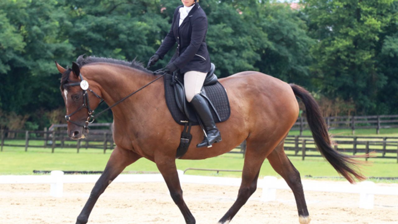 how to get started in dressage young rider magazine how to get started in dressage young rider magazine