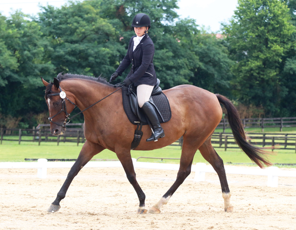 Get Started in Dressage