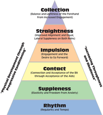 Dressage Training Pyramid - Contact with Your Horse