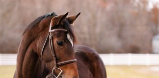 Dude's First Lady - Adoptable Horse