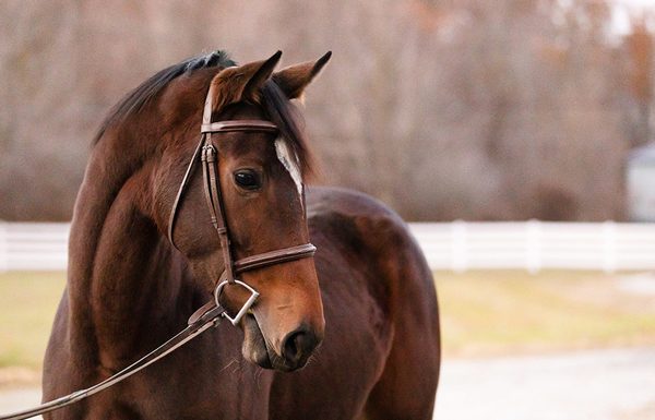 Dude's First Lady - Adoptable Horse