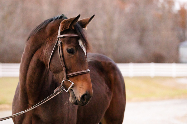 Dude's First Lady - Adoptable Horse