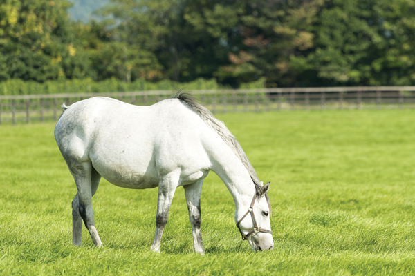 Horse spring nutrition
