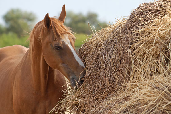 Horse Eating Hay