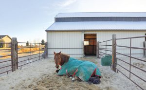 Horse in a dry lot / run-in area