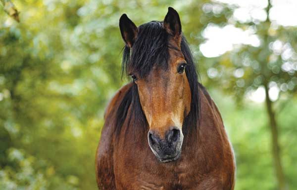Cute Horse - Equine Emotional Intelligence