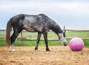 Horse Toy - Horse Fear