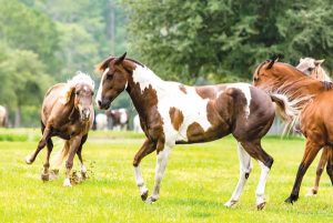 Fighting Horses - Horse Squeal