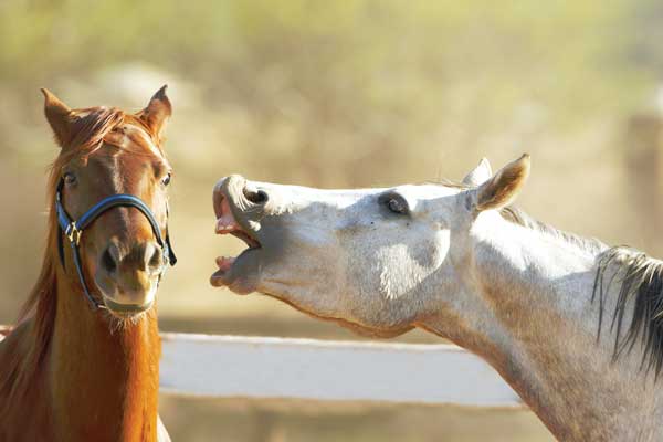 Horse Talking to Another