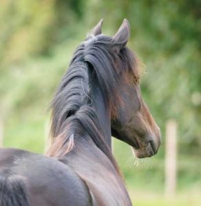 Horse looking into distance