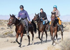 Love This Horse Equine Rescue: An Innovative Rescue