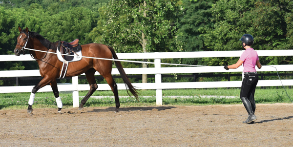 Retraining a Thoroughbred