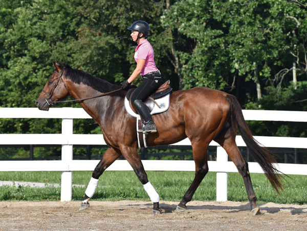 Retraining a Thoroughbred